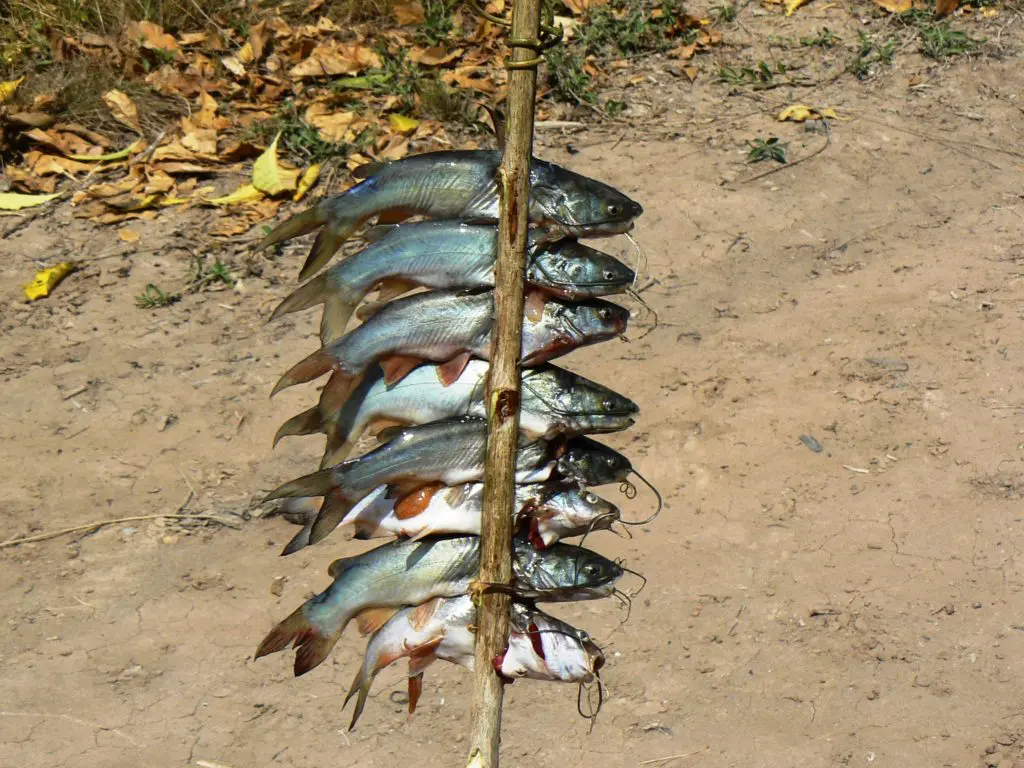 Small catfish on a grill spit