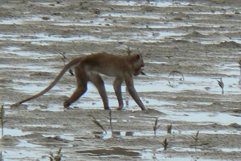 Crab-eating macaques at Don Hoi Lot