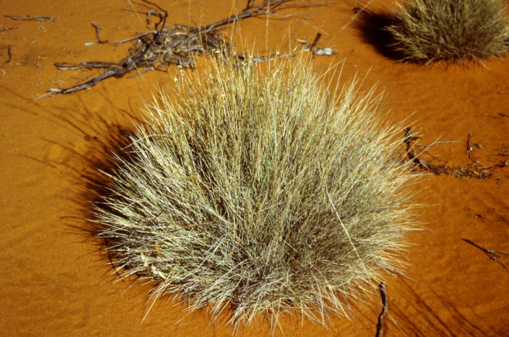 Spinifex grass tussock