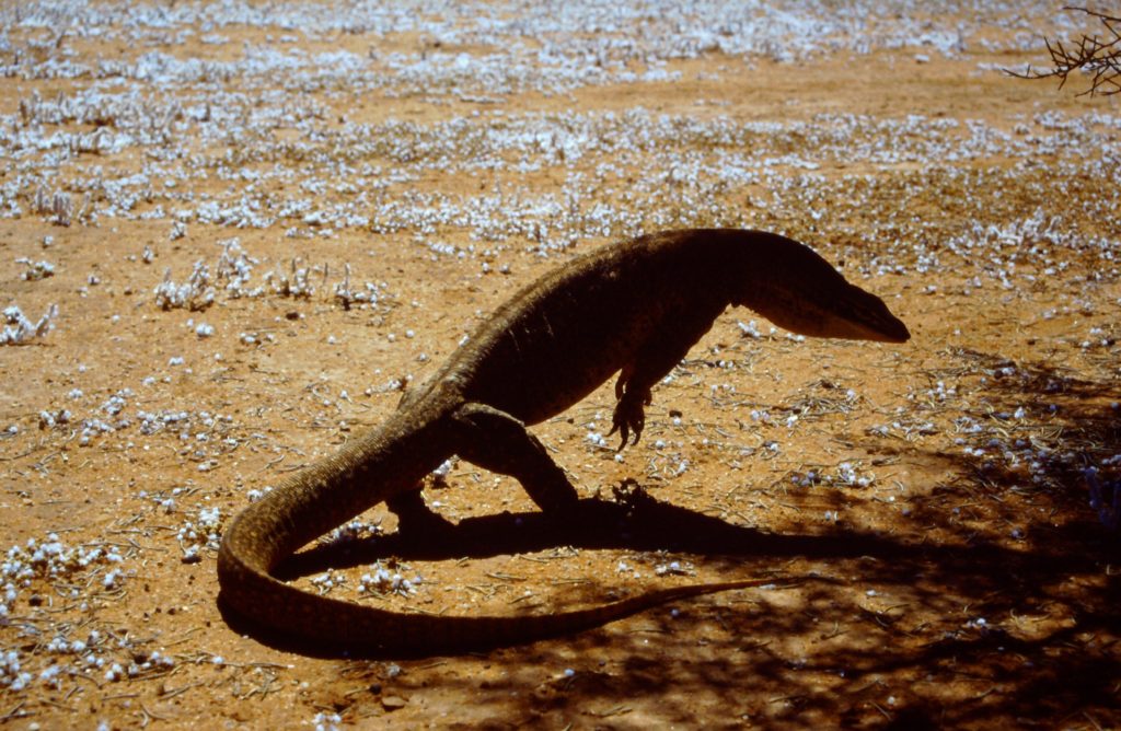 Australian sand monitor (Goanna) showing off his strength