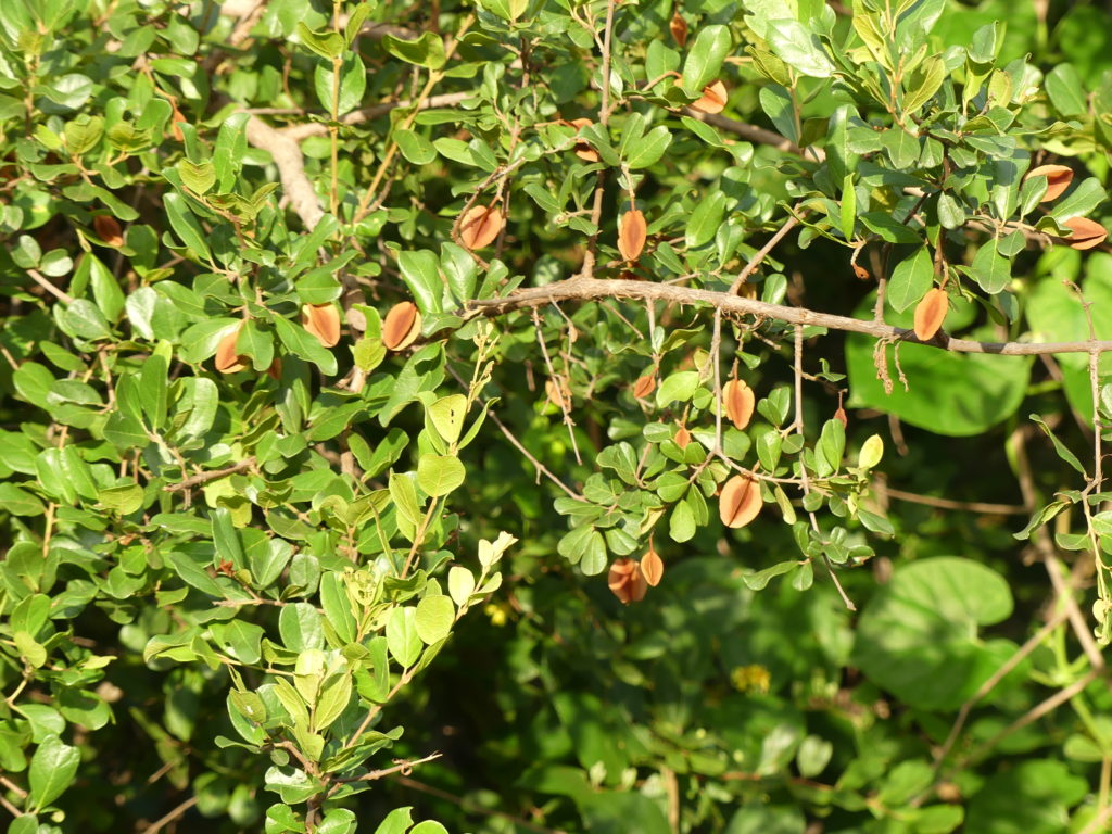 Russed bushwillow pods