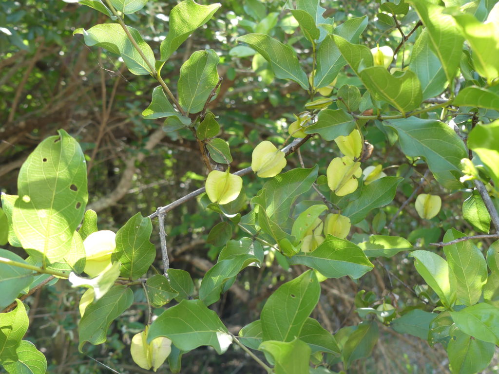 Red bushwillow pods
