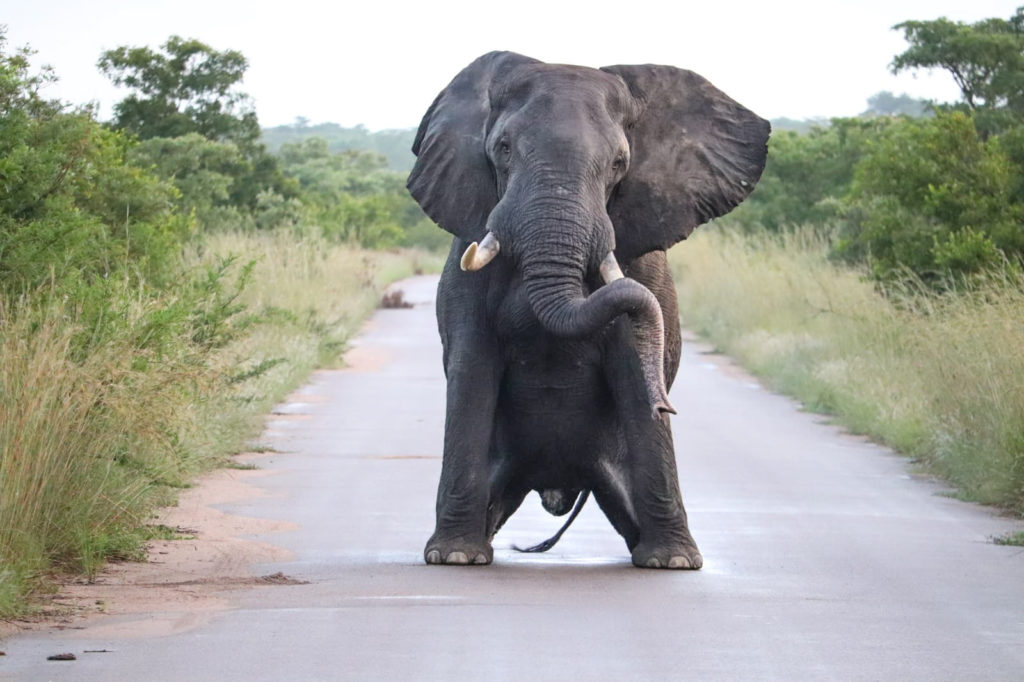 Elephant bull in musth and full of testosterone at Kruger N.P., South Africa