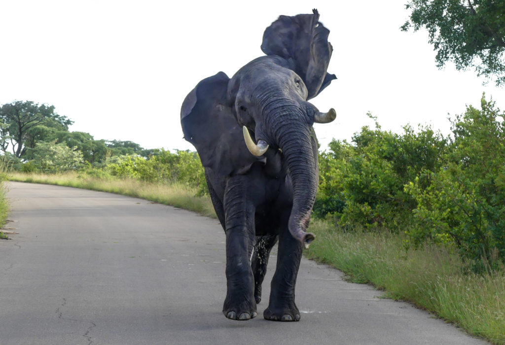 Typical behavior of elephant bull in musth