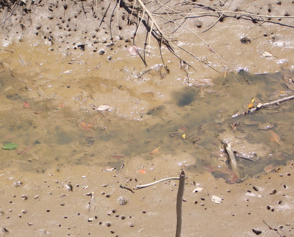 Large mudskipper hole in stagnant water