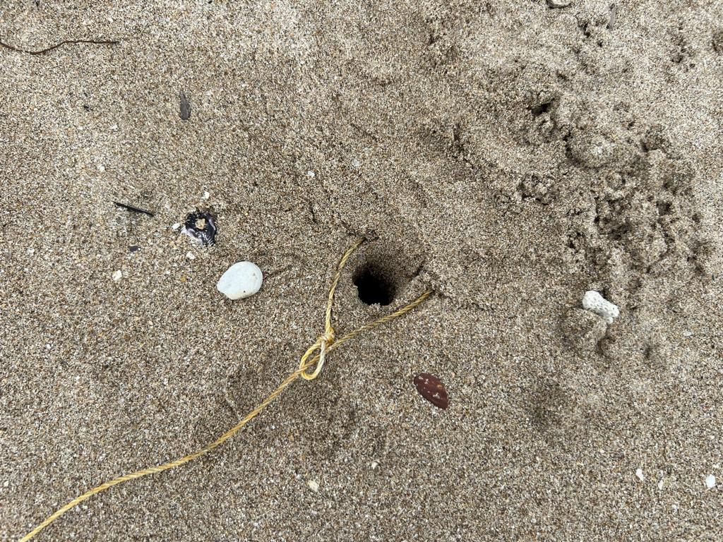 Crab snare waiting for an emerging crab.