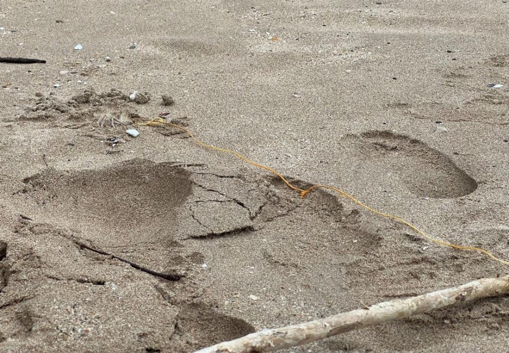 A snared Ghost crab on the other end of the line.