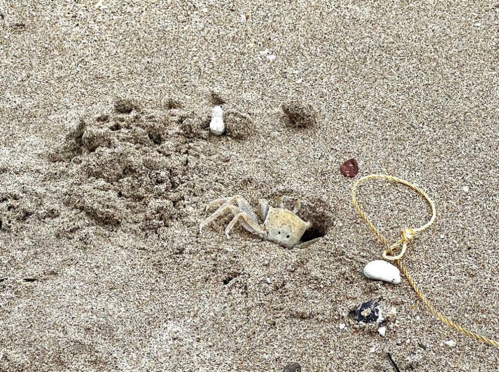 Ghost crab beside a crab snare.
