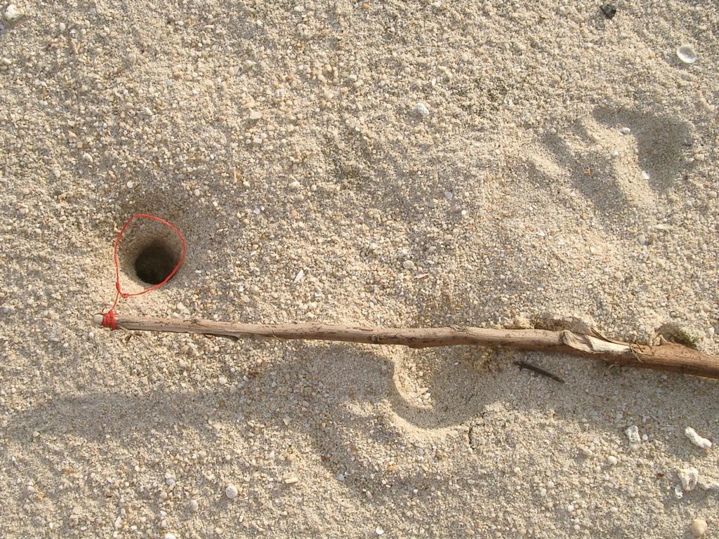Crab snare on a short extension line.