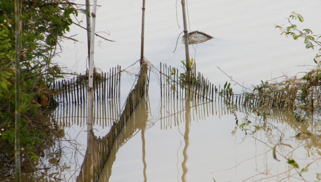 Bamboo fence fish trap at Tonlé Sap lake, Cambodia