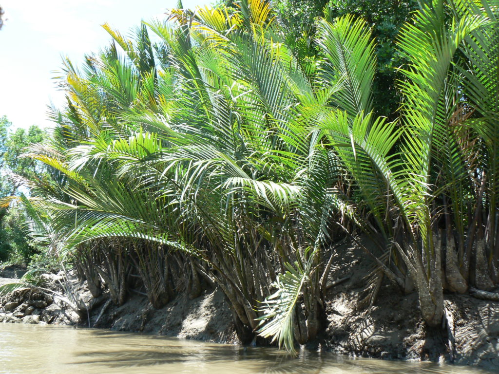 Nipa palms at a water channel near Don Hoi Lot, Thailand