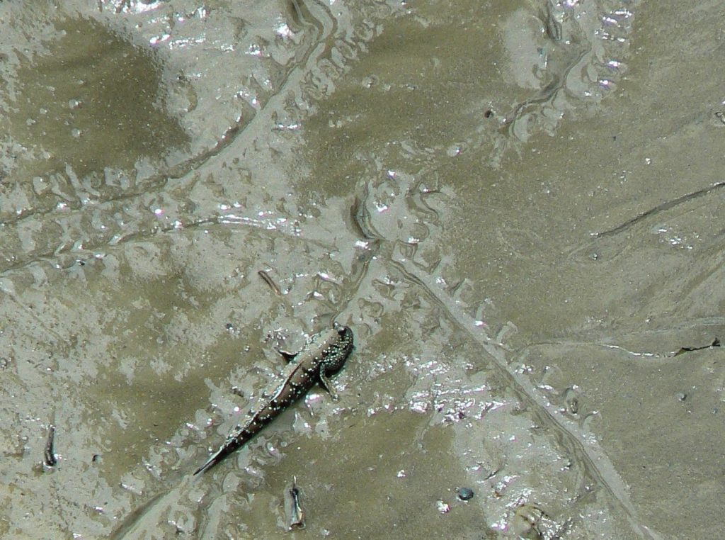 Mudskipper tracks on mud
