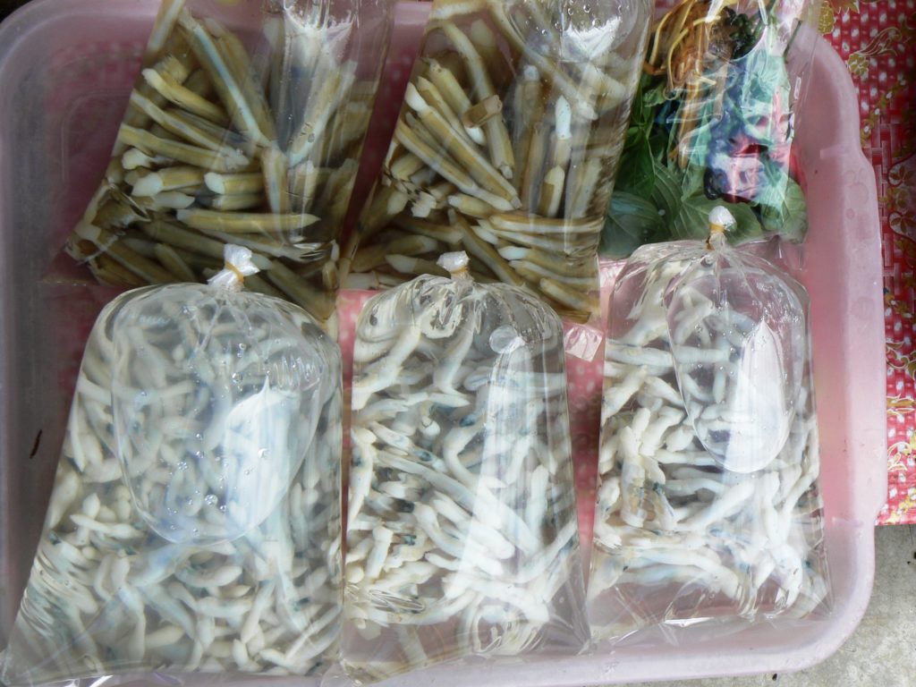 Razor clams in bags to sell