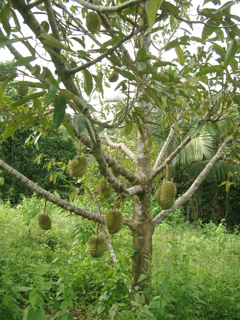 Durian fruit at an orchard