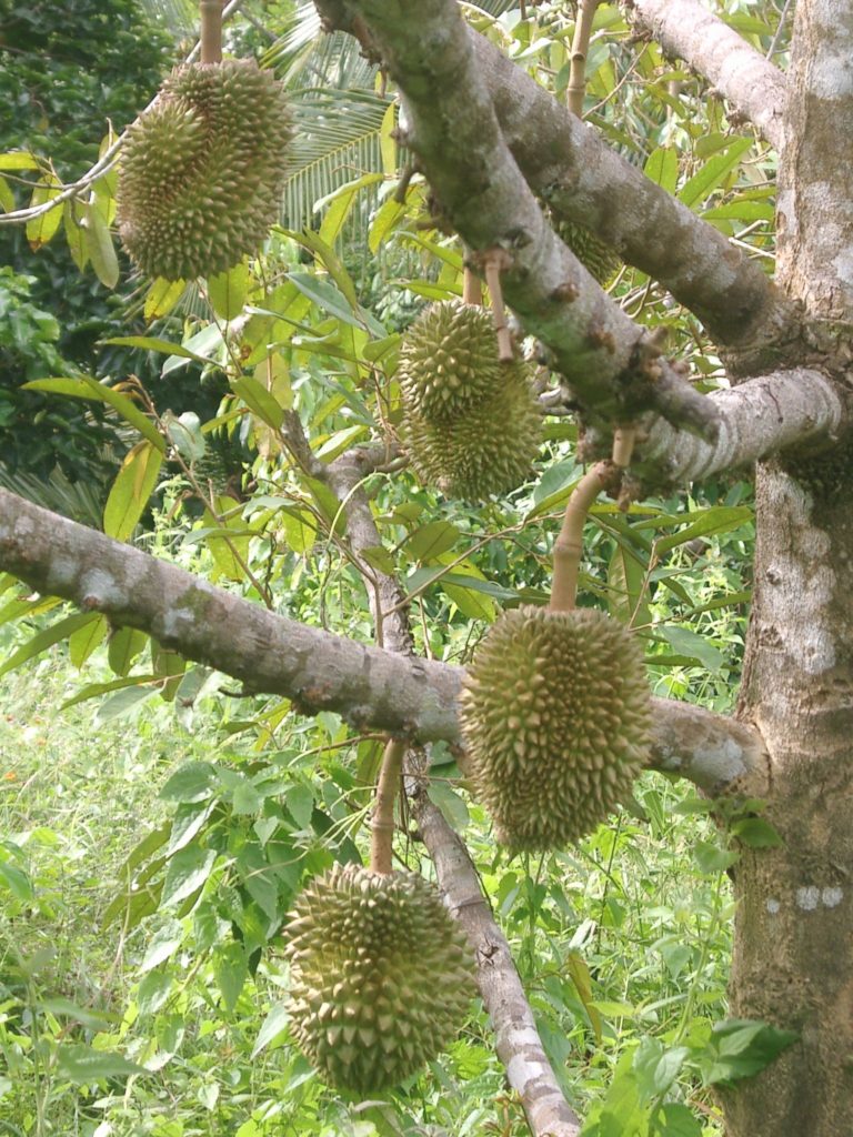 Details of young Durian fruits