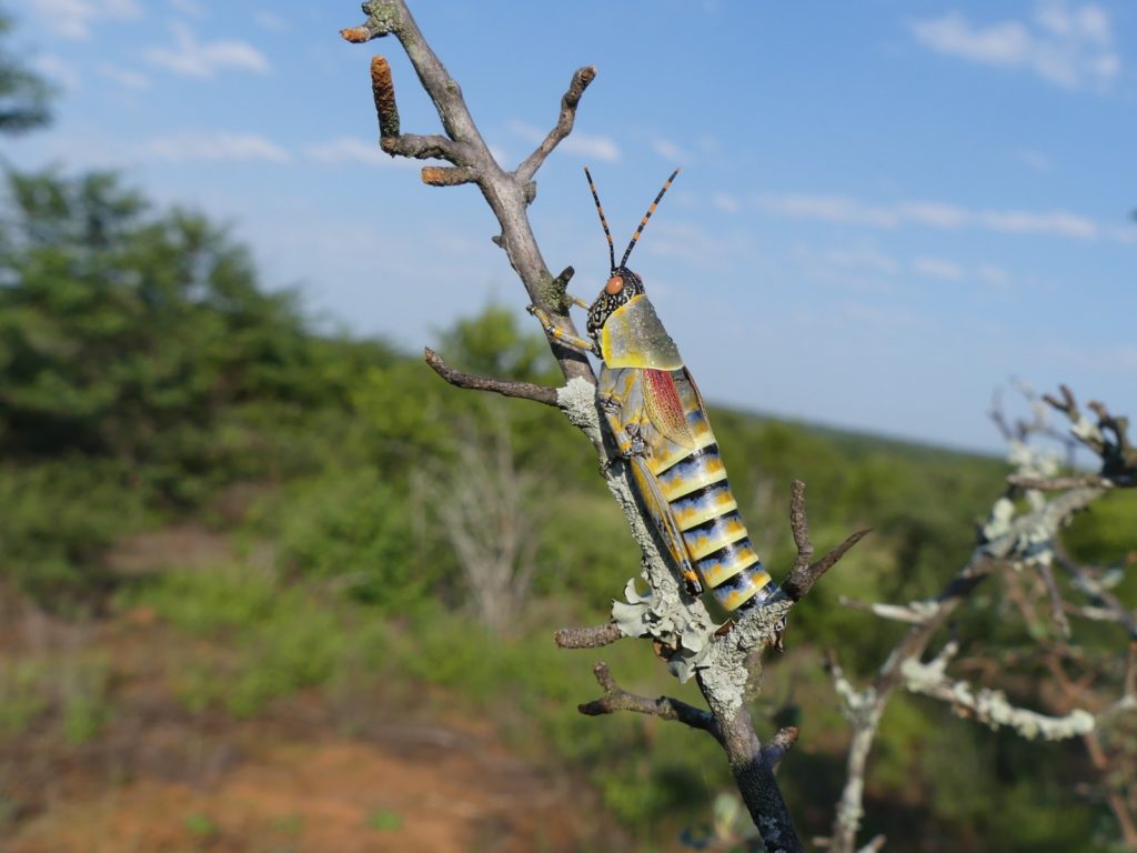 An Elegant Grasshopper at Letaba Ranch, South Africa