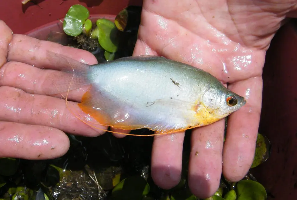 Moonlight Gourami
