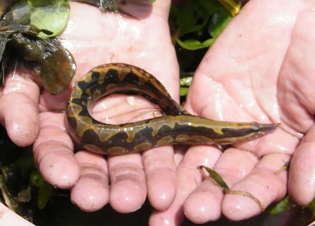 Zig-zag Eel