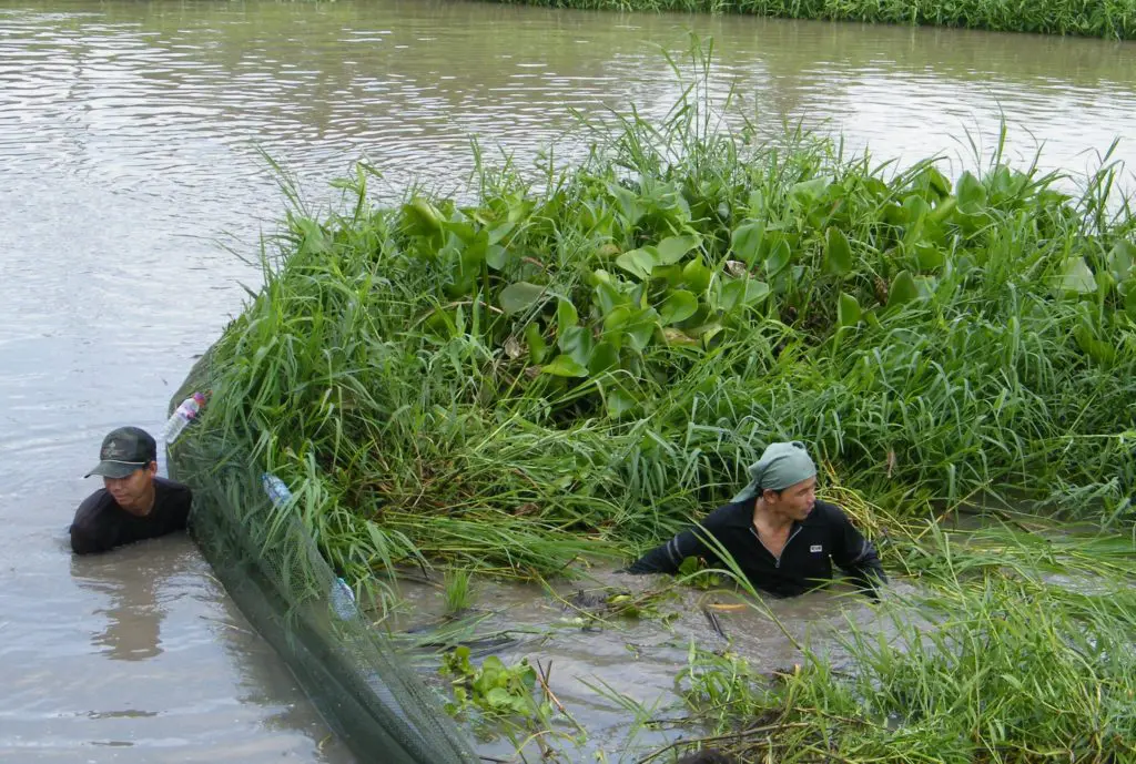 catching fish in a patch of water plants, where they are hiding