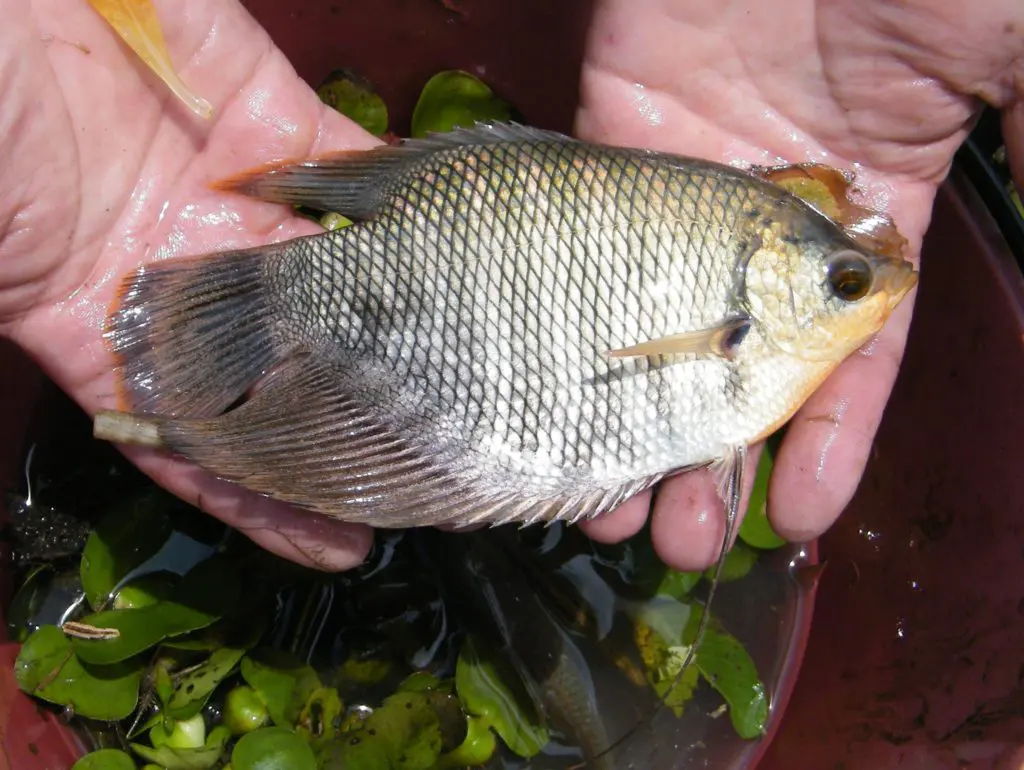 Elephant Ear Gourami