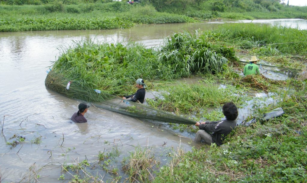 Team of fishermen circumference a patch of water plants