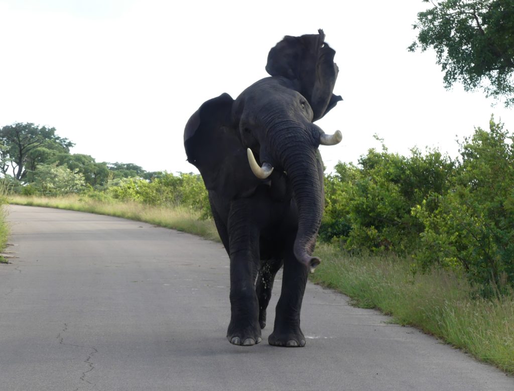 Big Elephant Bull walking down the road 