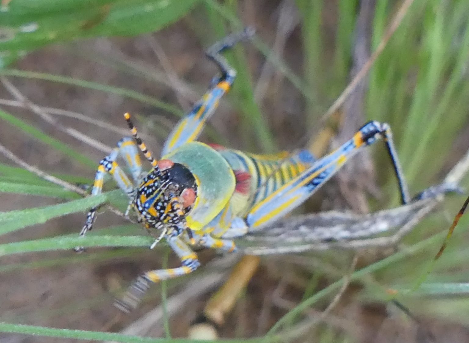 Poisonous beauty The 'Elegant Bushguide 101