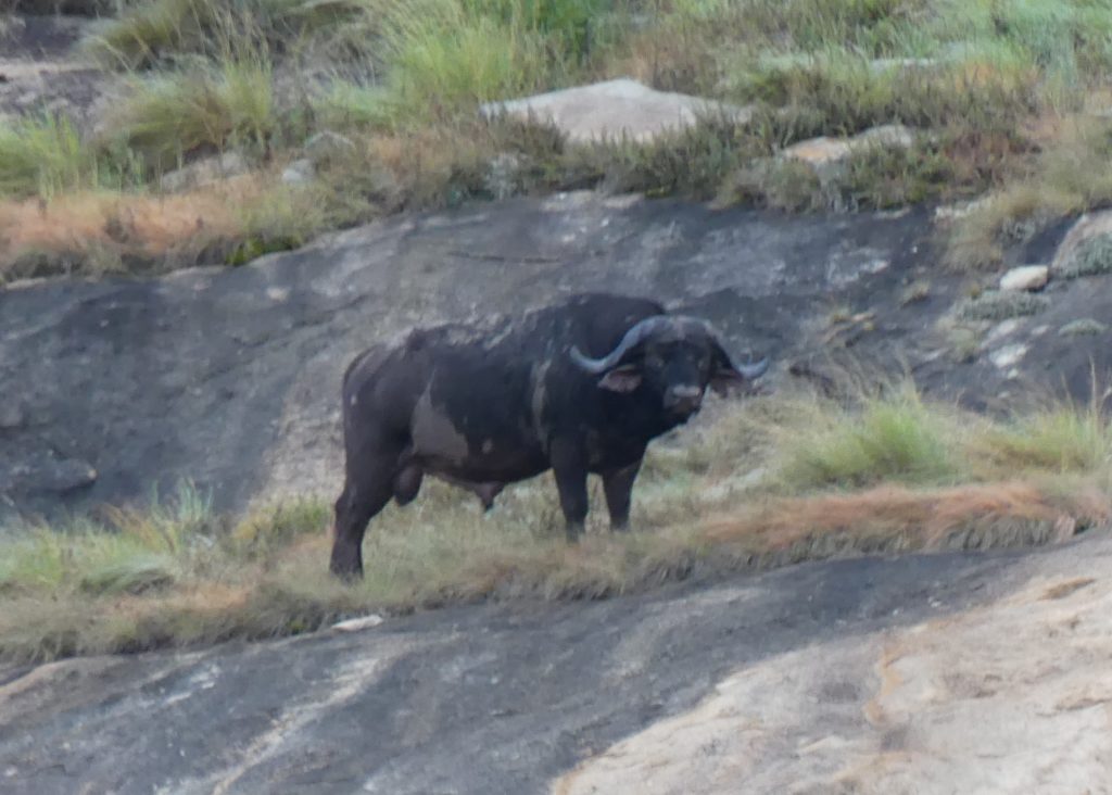 Lone buffalo bull (Dagha Boy) on a granite hill