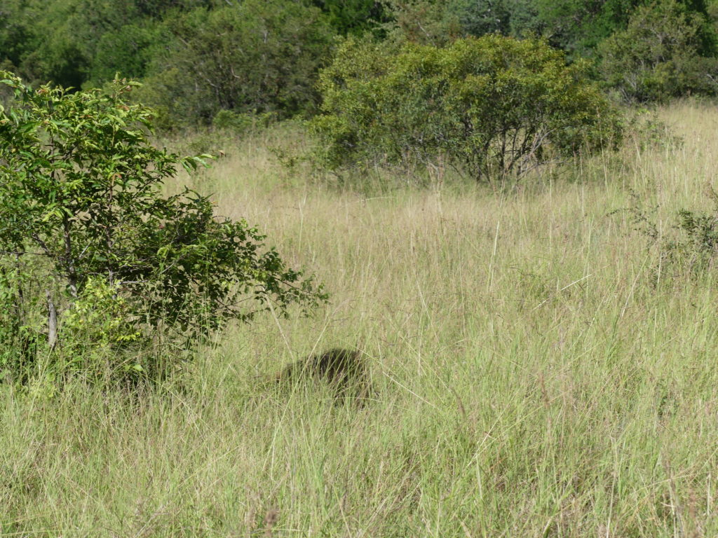 Lion, at the right side of the bush, hidden in grass