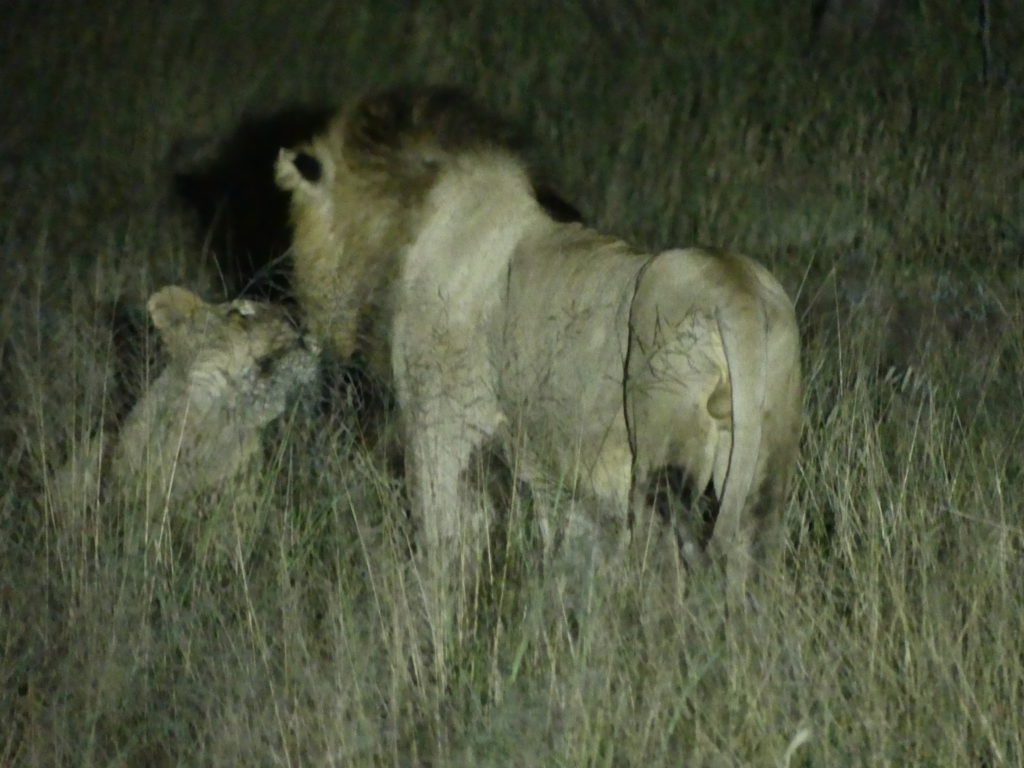Pair of lions using darkness for privacy