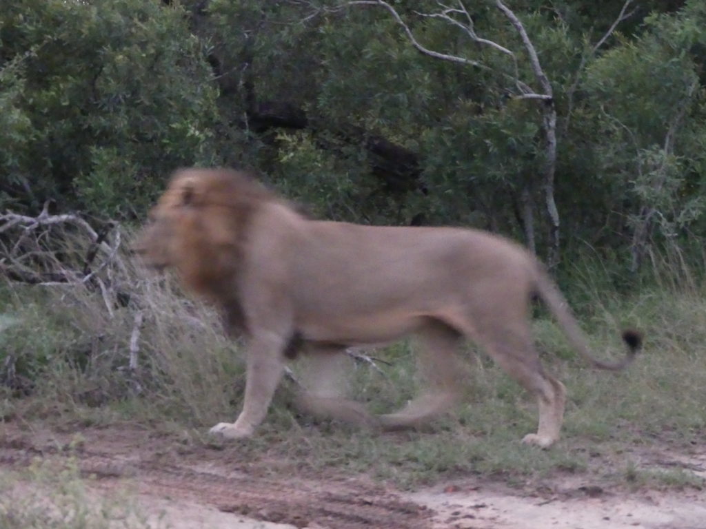 Male lion at our camp in Timbavati, South Africa