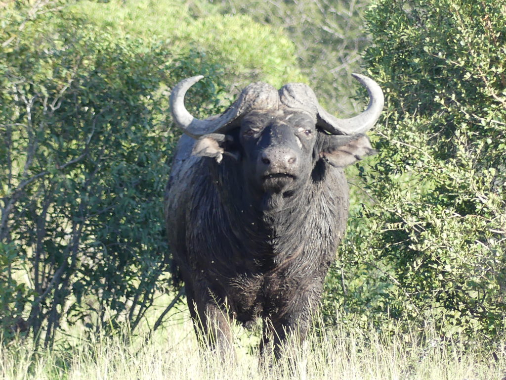 Lone African buffalo at a walking trail at a distance of about 30 meters. Bad medicine - but he did not attack us.
