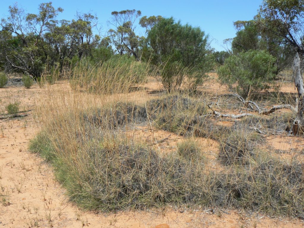 Devils circles of Spinifex grass