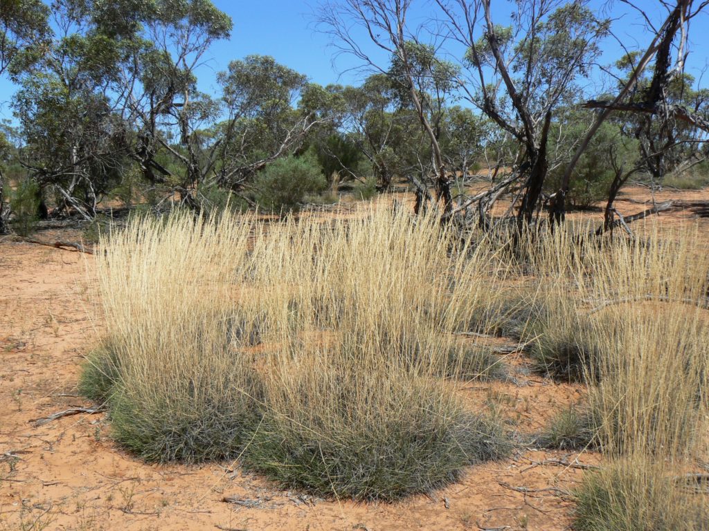 Spiny Spinifex grass
