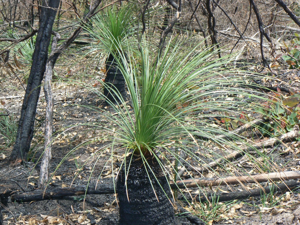 Gras trees after burning