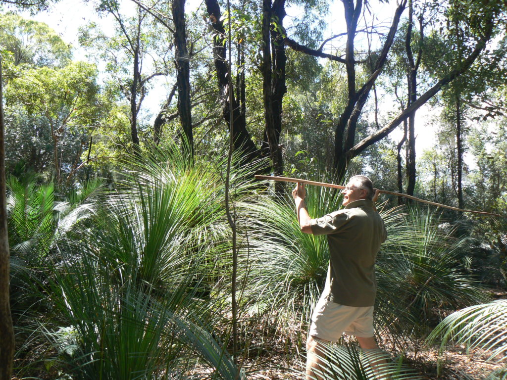 Grass tree stalks used as spear handle