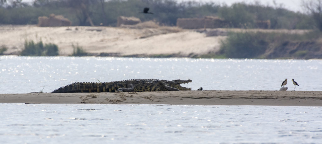 Huge Nile crocodile basking on a sandbank in the Zambesi River