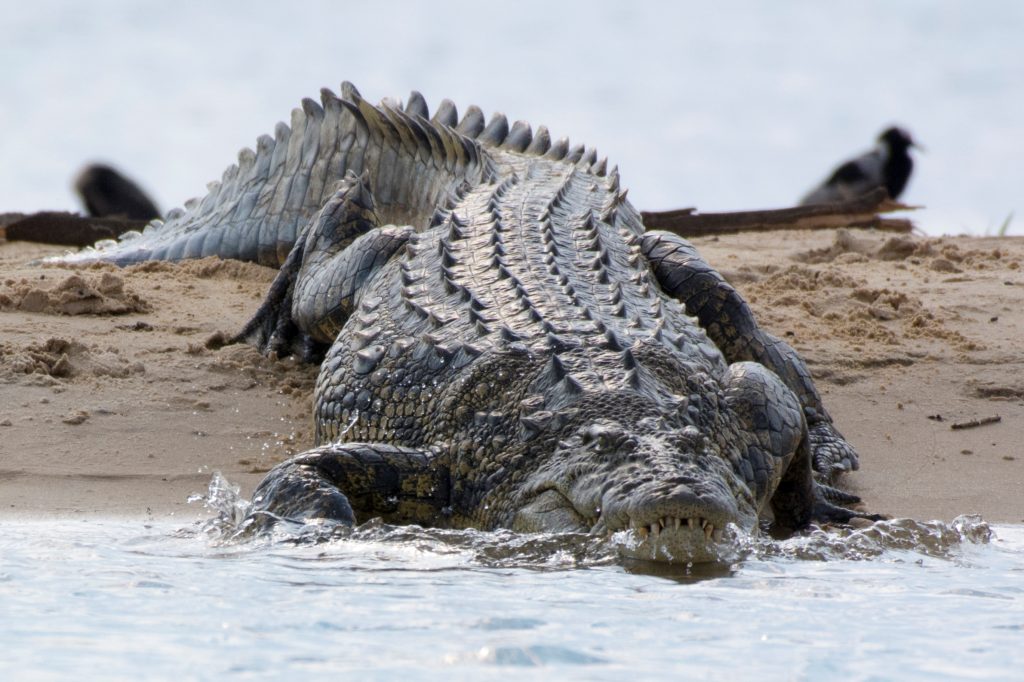 Nile crocodile on Zambesi River