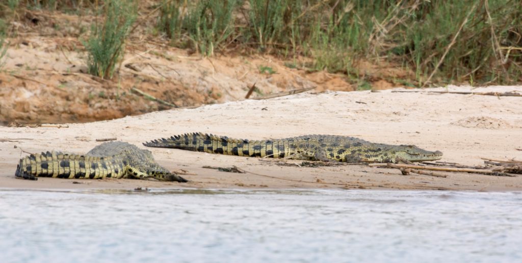 Nile crocodiles basking in the sun at Zambesi River