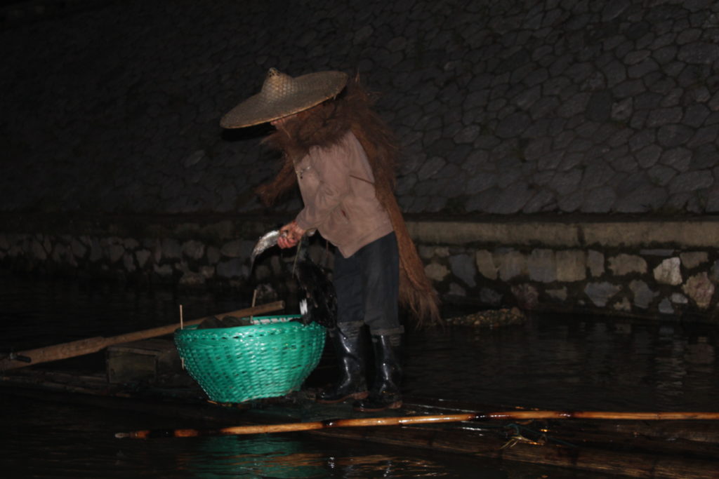 Cormorant releasing the fish
