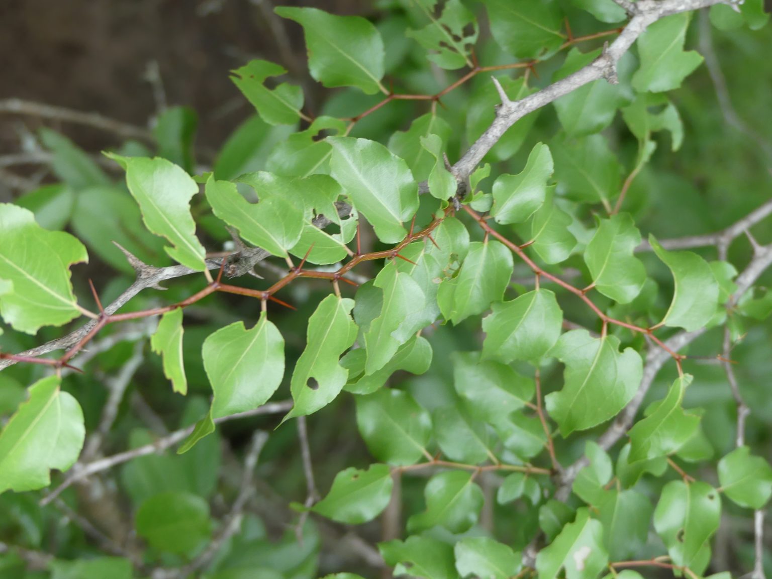 Buffalo thorn tree - an icon in Southern Africa - Bushguide 101