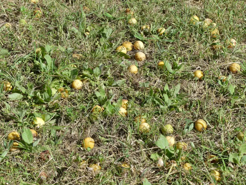 Sweet 'White Berry Bush' fruits - Bushguide 101