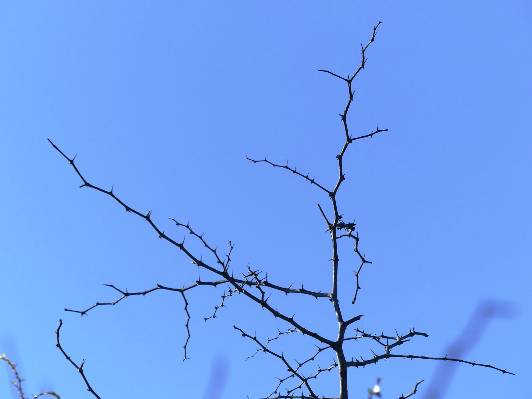 Buffalo thorn tree - an icon in Southern Africa - Bushguide 101