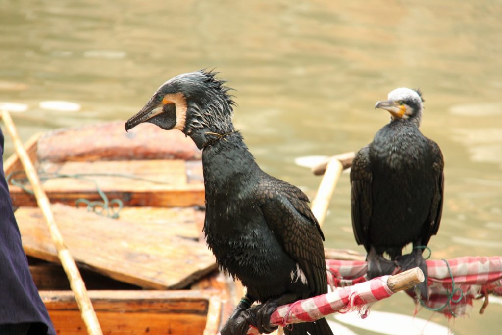 Domesticated Black cormorants (Phalacrocorax carbo) for fishing