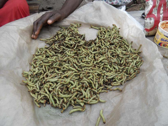 Caterpillars sold on a market in Kinshasa