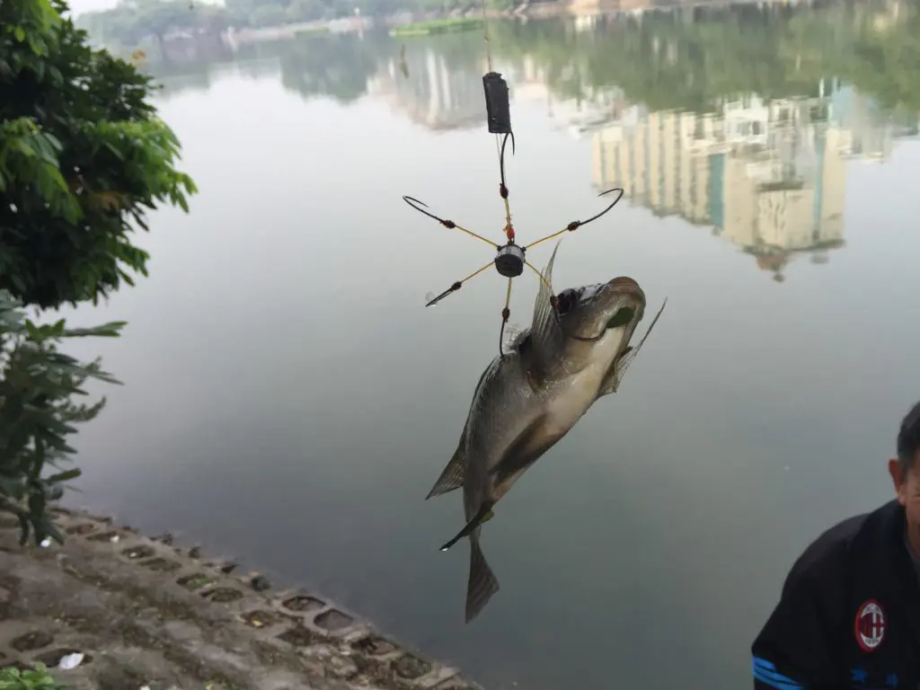 Fish ripping in Hanoi, Vietnam - Bushguide 101