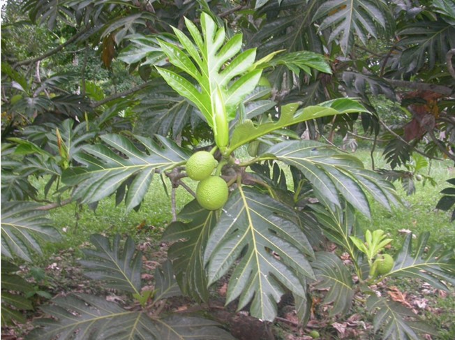 breadfruit leaves and fruit