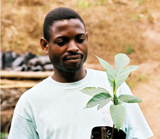 young breadffruit plant