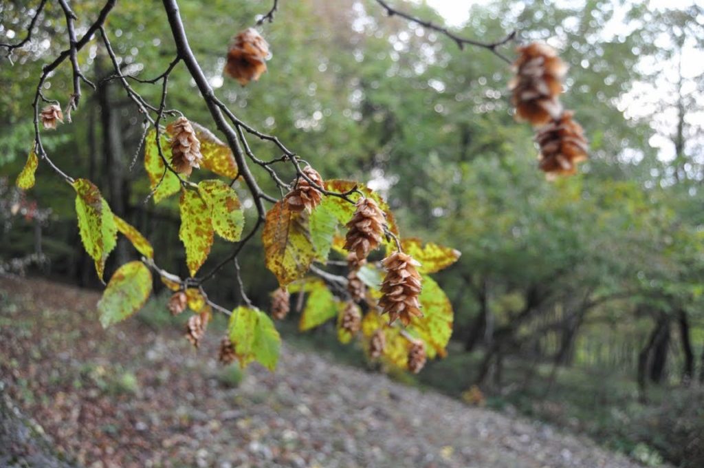 Hornbeam nuts are liked by dormice