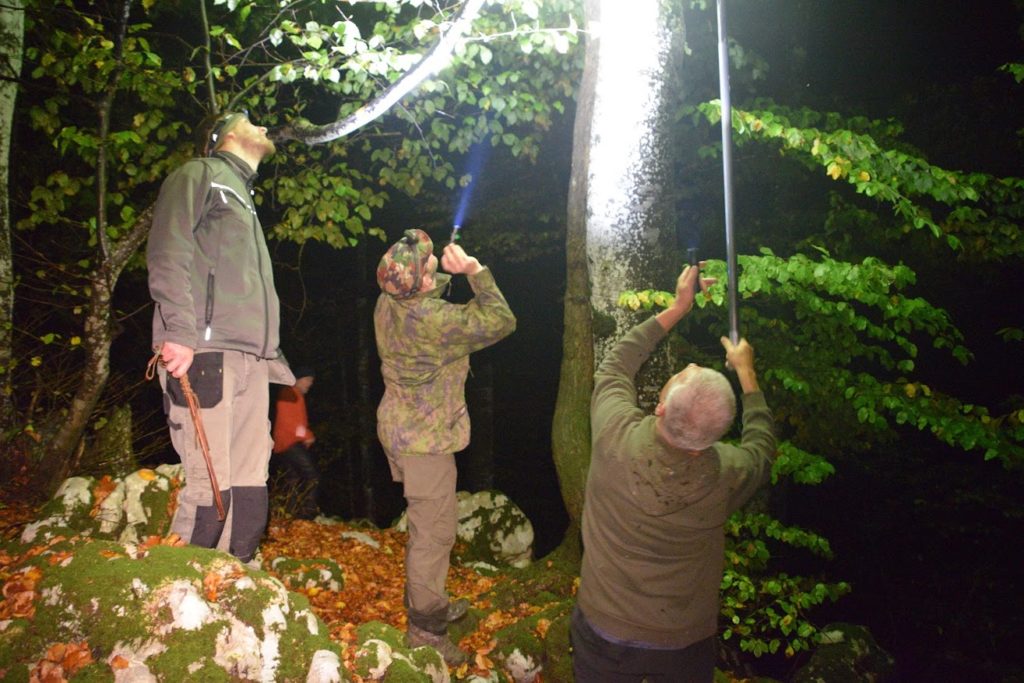 positioning a box trap for dormouse hunting during night time